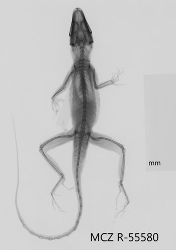 Media type: image;   Herpetology R-55580 Aspect: dorsoventral x-ray